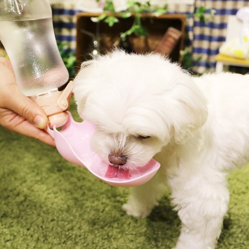 シャワー付き ハンディドリンカー