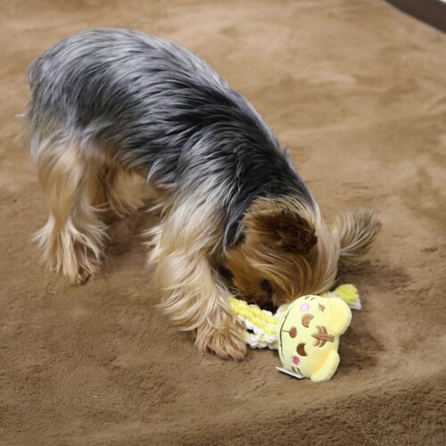 激遊びハミガキコットン とらっち