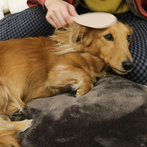 なで犬 (わん) しゃもじ