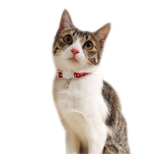 ねこくびわ ル・コリエ ポップ いちごオ