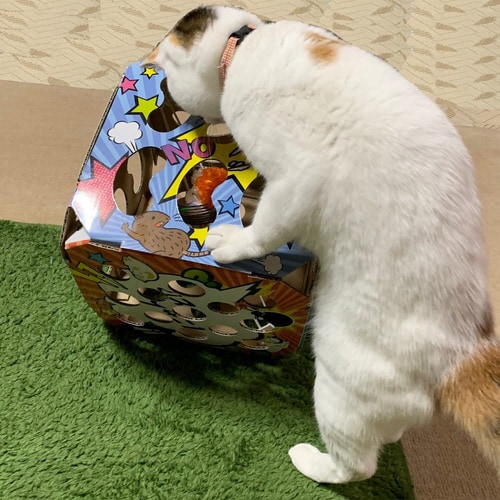 猫ちゃんテンション爆アゲBOX