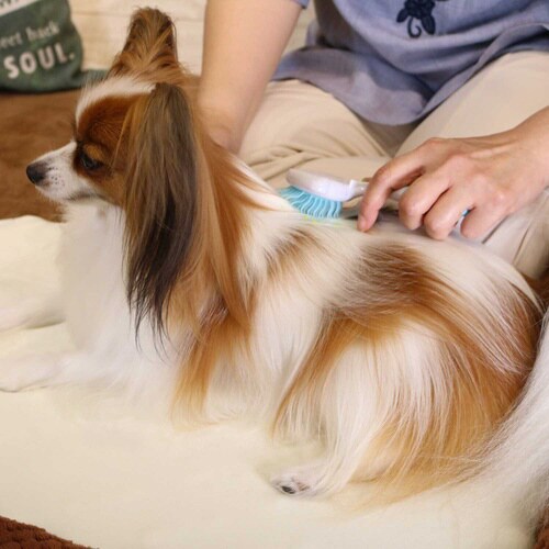 DW 先丸わんダフルスリッカー