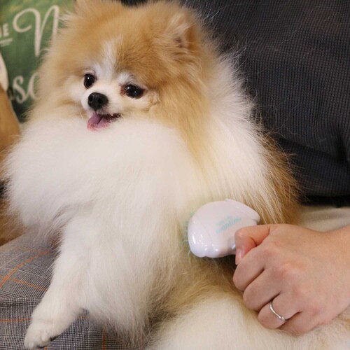 DW 先丸わんダフルスリッカー