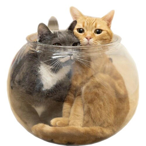 おっきなにゃんこの金魚鉢