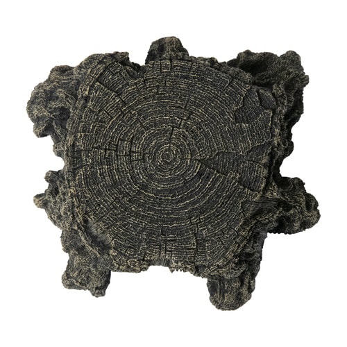 トンネル流木 切株