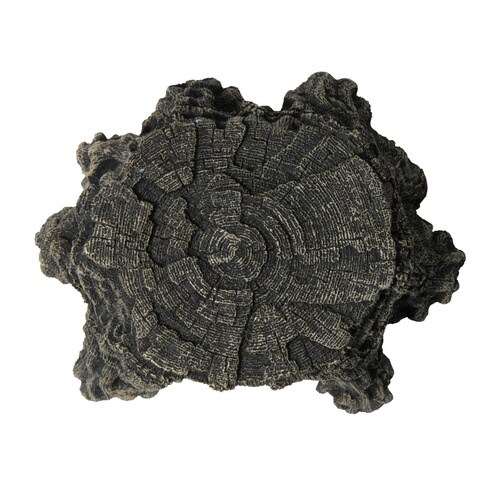 トンネル流木 切株