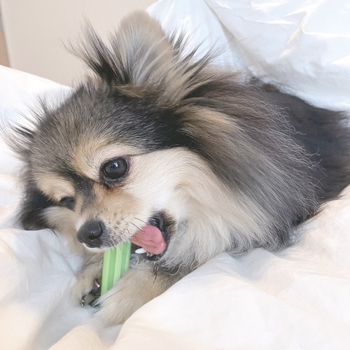 デンタチュロス 青りんご味 レギュラー