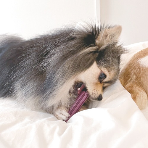 デンタチュロス ブルーベリー味 レギュラ