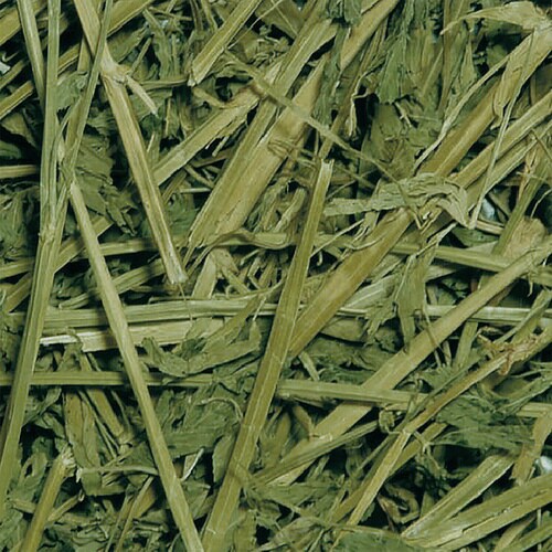 パスチャーアルファルファ