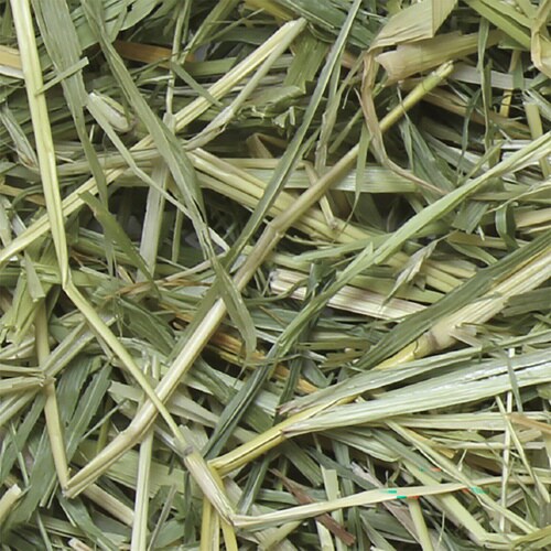 パスチャースーダングラス