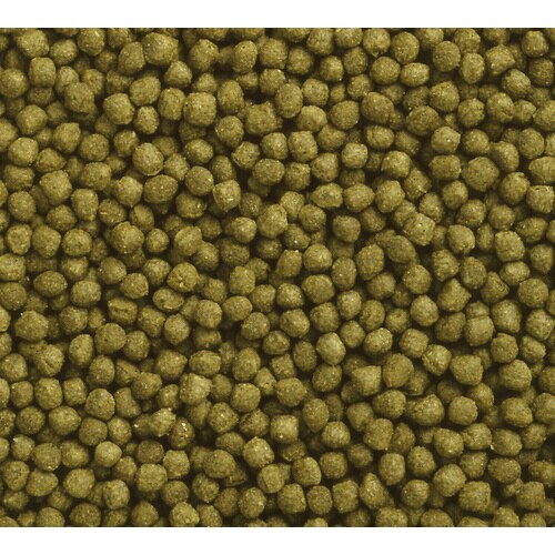 オランダゴールド