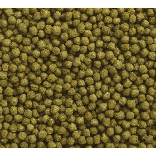 オランダゴールド