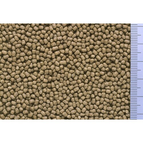 のこのこカメさん