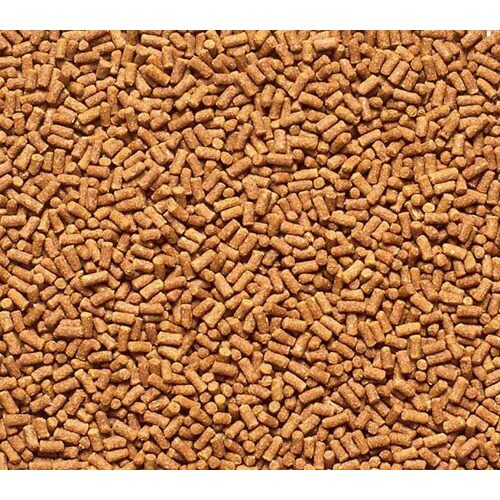 イキイキザリガニ