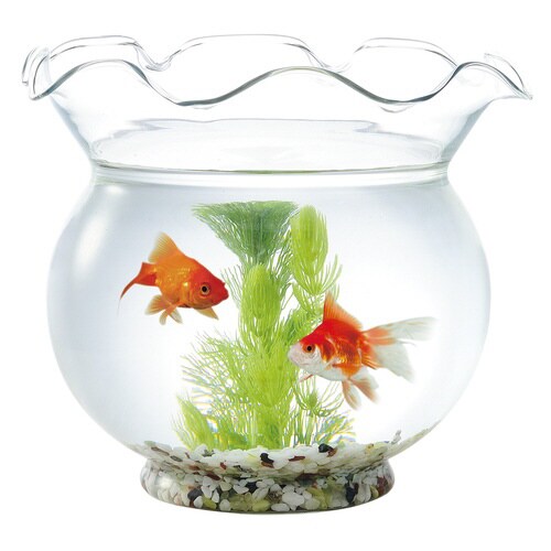 匠の技が生きる金魚鉢