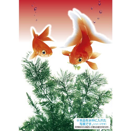 金魚水景 天然おつまみ草