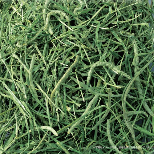 おいしいチモシー