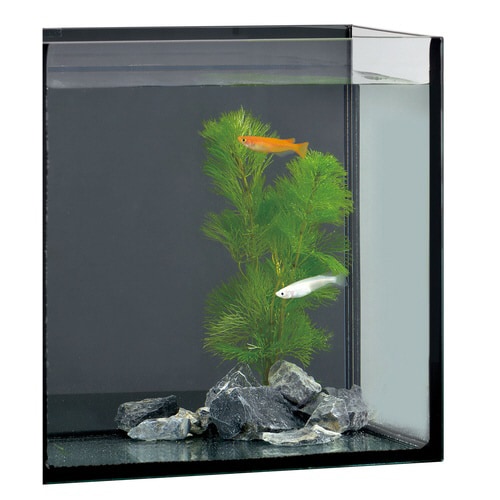 グラステリア メダカ 横見