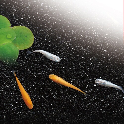 メダカ水景黒く輝く極細砂