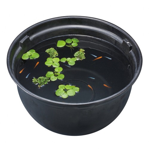 メダカ元気メダカのための飼育鉢黒370