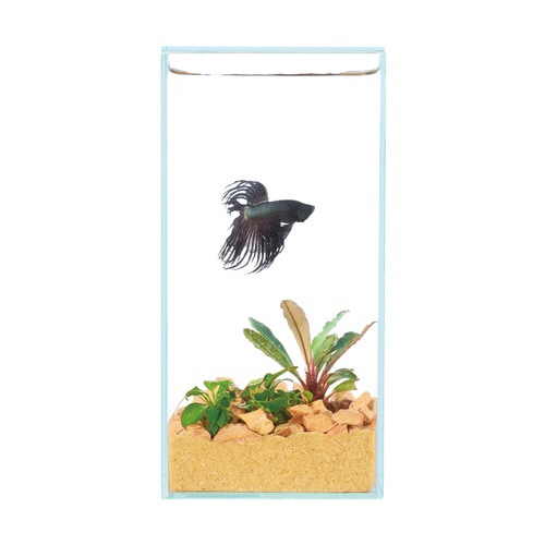 グラステリア フィット 100