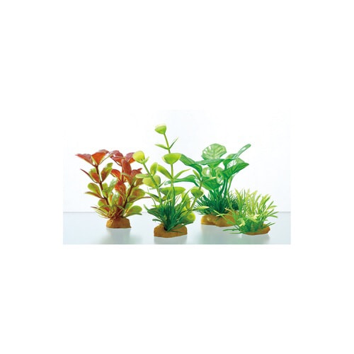 癒し水景 ボトルプランツ アヌビアス