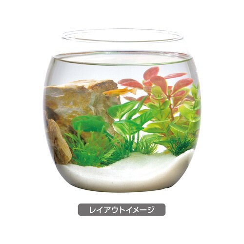 癒し水景 ボトルプランツ アヌビアス