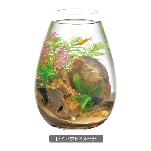 癒し水景 ボトルプランツ ミリオフィラム