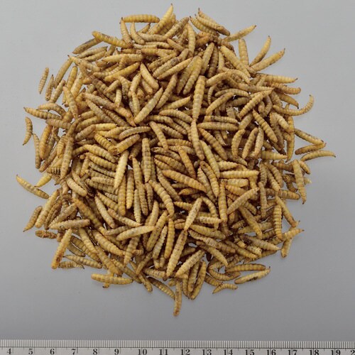 RepDeli バグプレミアム