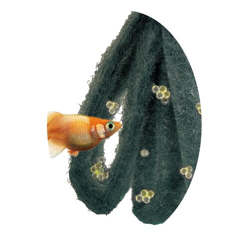 メダカ元気 卵のお守り産卵床ループ青