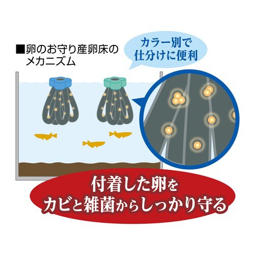 メダカ元気 卵のお守り産卵床ループ青