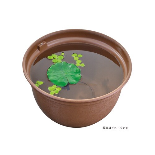 メダカ水景 メダカのお守り草 ハス