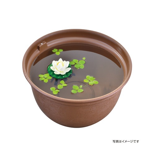 メダカ水景 メダカのお守り草 スイレン