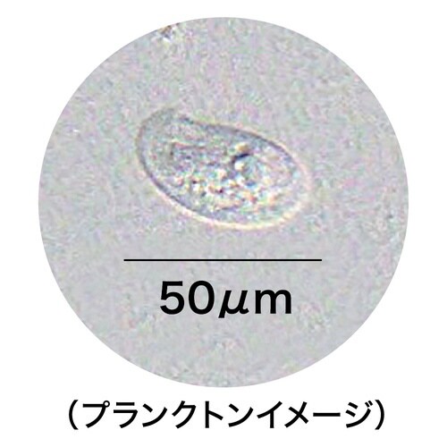 メダカ元気 生きたプランクトンフード