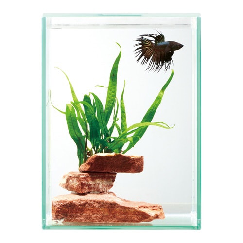 グラステリアフィット ベタ 150