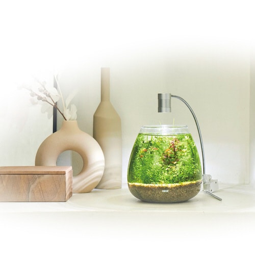 MeGreen 新鮮な水草付き グラスア