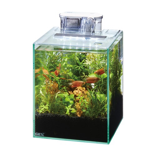 MeGreen 新鮮な水草付き グラステ