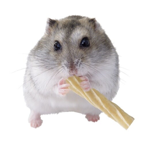 ハムデント チーズ