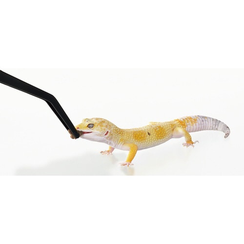 RepDeli トリプルバグペースト ミ