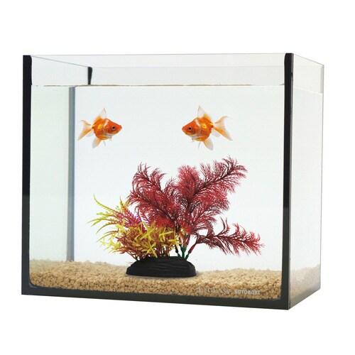 PON‐Sレッドブラッシュ