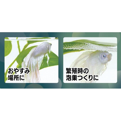 ベタの水草キスゴムタイプ