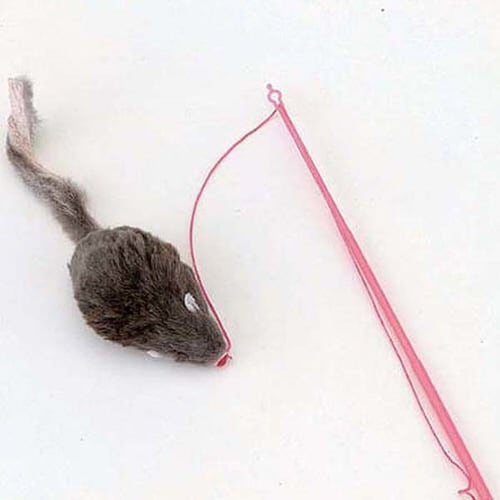 じゃれ猫チューチュー