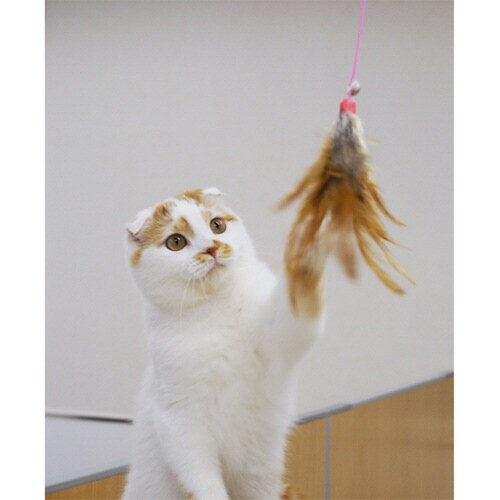 じゃれ猫宙返り