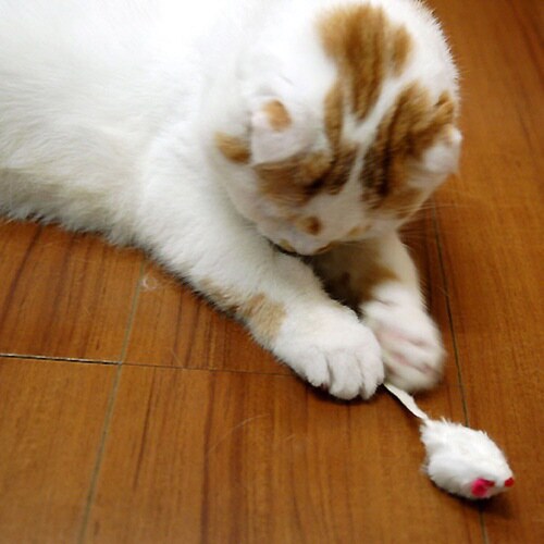 じゃれ猫ベビーマウス