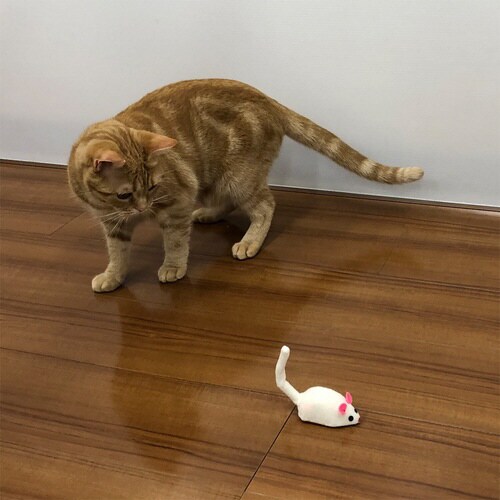 じゃれ猫 暴走マウス