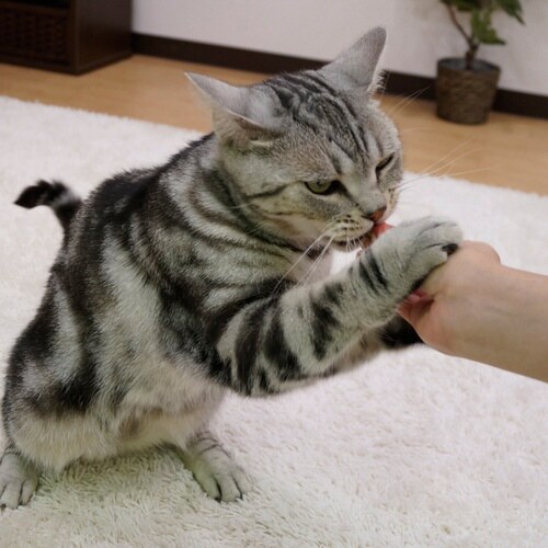 ねこちゃんシーキューブ まぐろとかつお