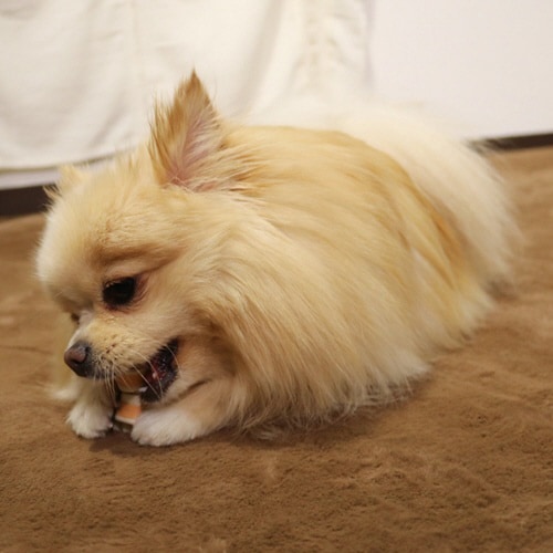 からだにやさしいガム ミルク味 ミニボー