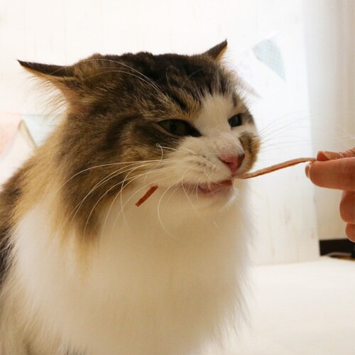 やわらか砂ぎもほそーめんおさかなサンド