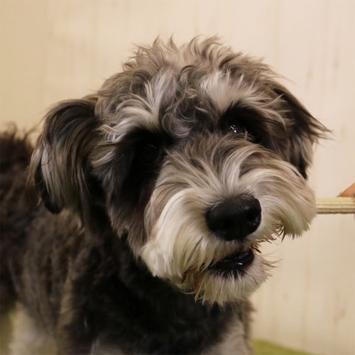 ホワイデント 長持ち歯みがき ギザ棒ガム