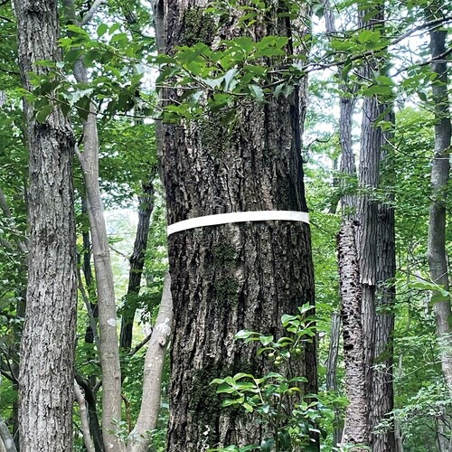 マーキングテープ